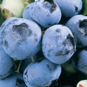 Blueberry Heritage Farms of Holland Michigan