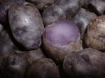 Purple Peruvian Potatoes at Earthscape!